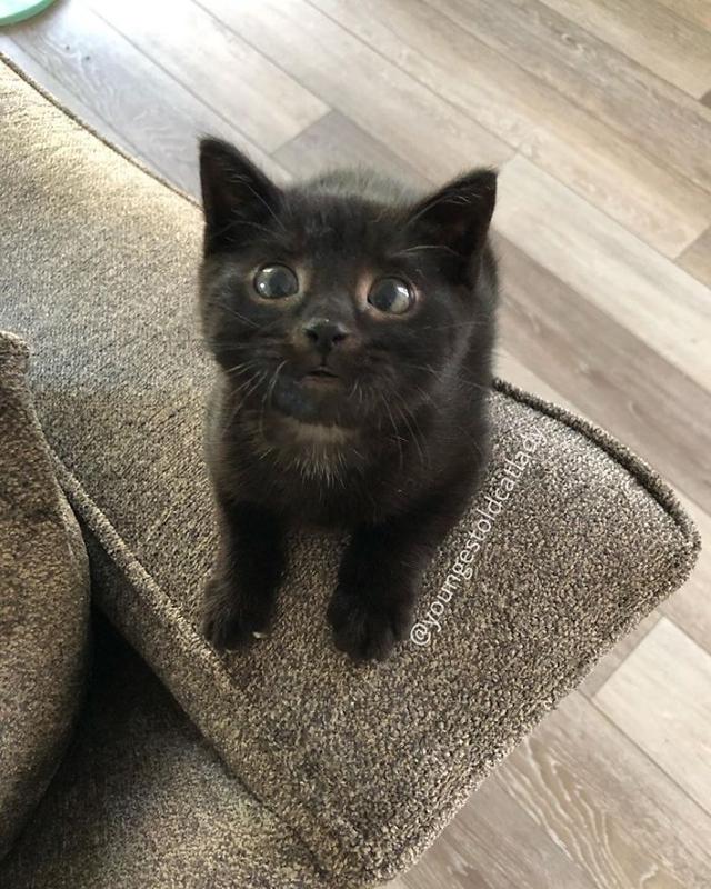 黑猫这么多年一直在背锅 明明很萌却不受待见