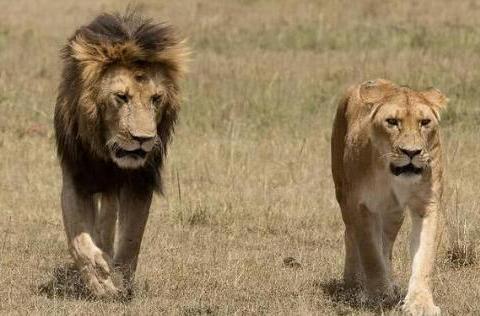 动物交配奇特行为 雄性动物繁殖有多拼