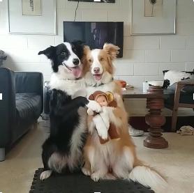 主人给两只边牧犬拍照,如此默契果然不愧汪界智商第一