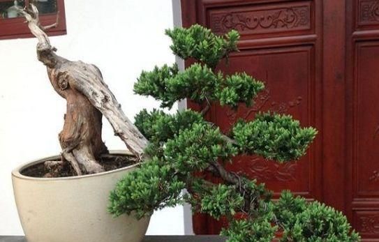 翠蓝柏盆景制作方法