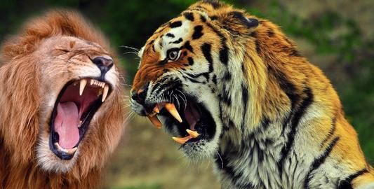 老虎为何比狮子厉害?