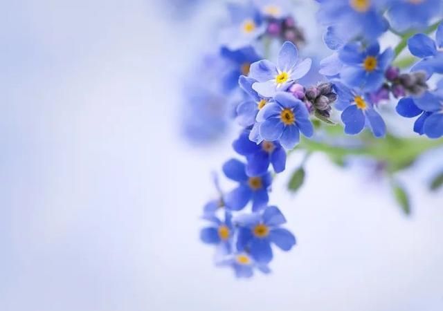 花卉摄影,只用3招,就能拍好看不是"勿忘我"的"勿忘草"