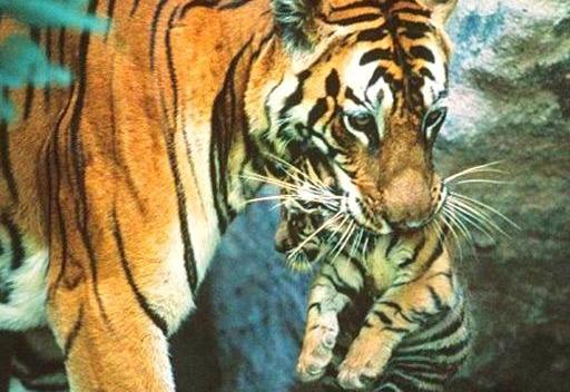 猫科动物用手捏后颈就不动了用手捏老虎老虎也就束手就擒了