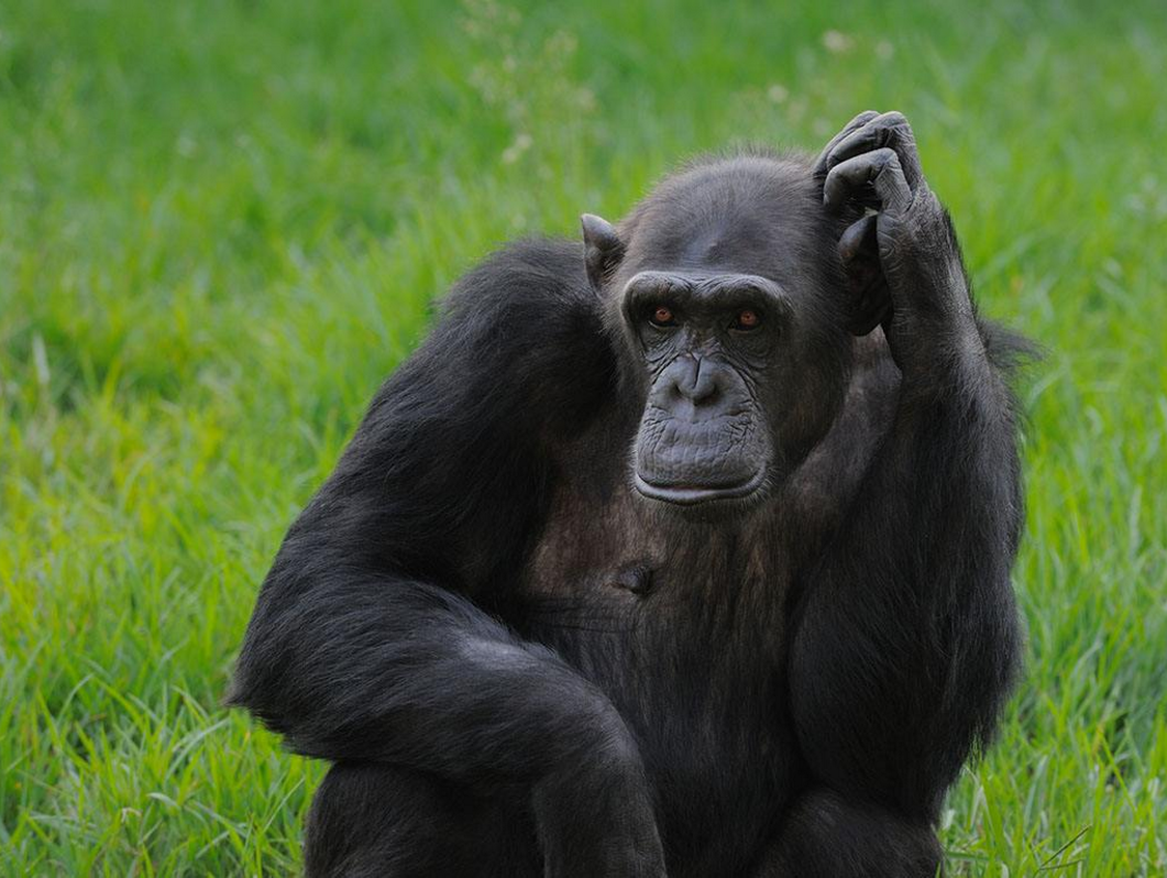 抖音很火的那只红毛猩猩站着伸手表情包图片(3)_配图网