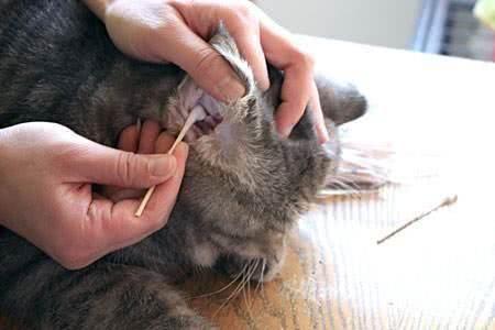 猫咪的耳螨是常见问题 但是一定要及时发现尽早治疗