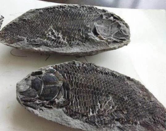 网上查了资料后才发现,这个是鱼的化石,也叫做鱼蛋,这个化石现在已经