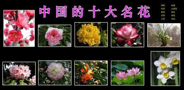中国十大名花,能养这6种的花友,都不一般|杜鹃|名花|养护_新浪新闻