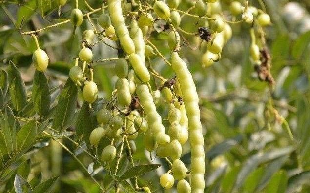 它被称为最昂贵的"豆子",其根部用处很大!却无人采摘?