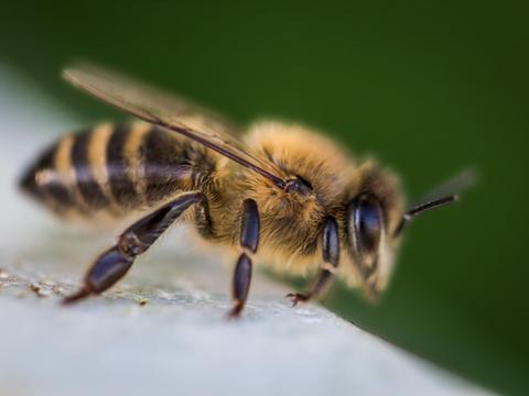 蜂蜜到底是怎来的?形成过程看似很简单，蜂蜜脱水的过程却很伤蜂