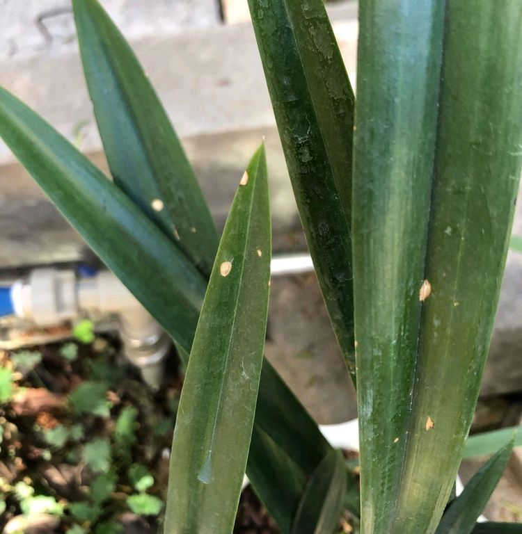 兰花叶片有白点是怎么回事