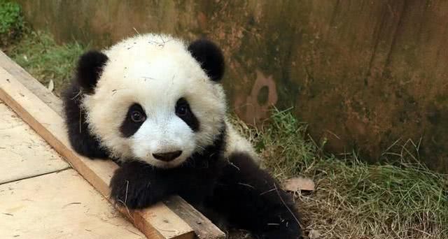 熊猫吃竹子推开宝宝,突然想起娃是亲生的,神反转太可爱了