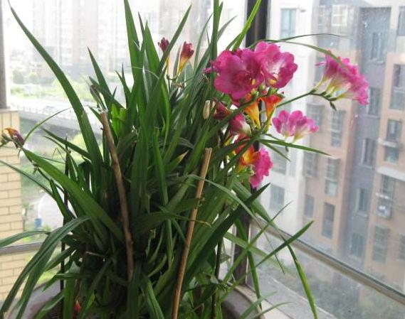 头次见有这种花,好多人以为是大蒜,开花后比兰花美十