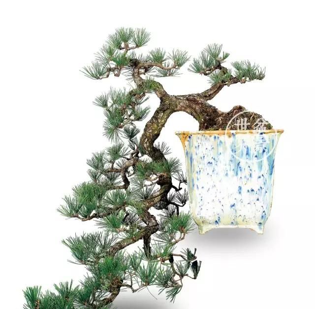 倒挂金钩戏水翁,搅得千峰生异彩,一组盆景佳作欣赏