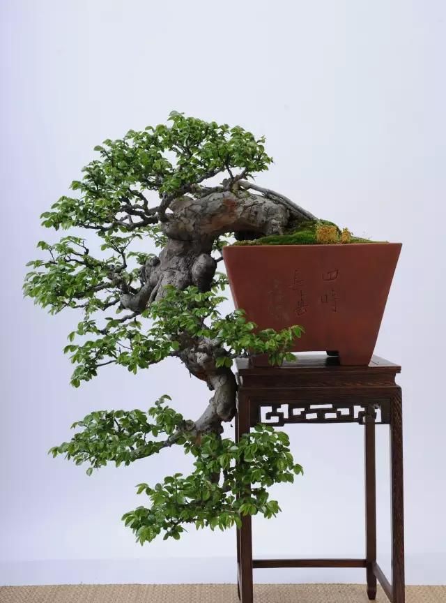 倒挂金钩戏水翁,搅得千峰生异彩,一组盆景佳作欣赏