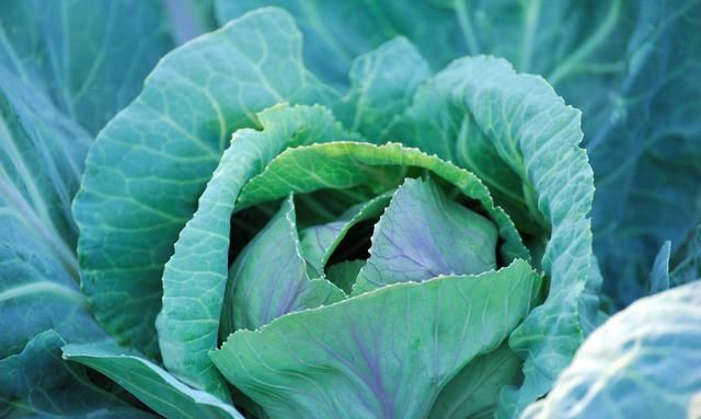 甘蓝先期为何抽苔 4大原因要知晓 种植户需掌握