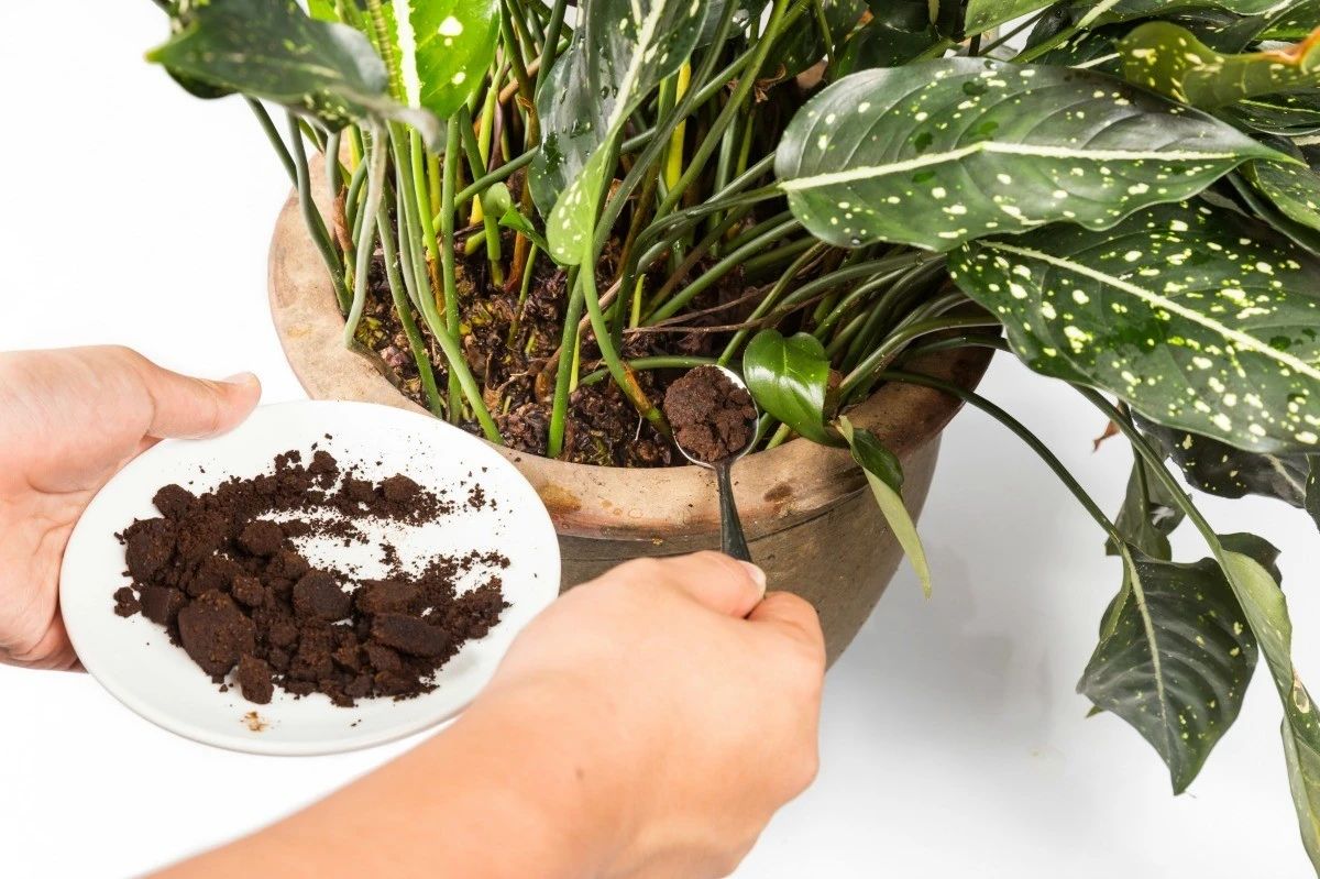 发家树能接收泥土中的养分供给发展