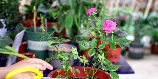 老花农的养花秘诀 家庭养月季花 简单修剪 花苞一茬接
