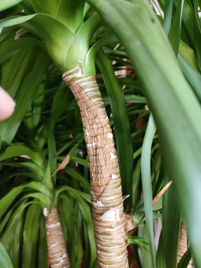 我们来看网友提供的图片: 上图是网友养护的龙血树盆栽,可以看到