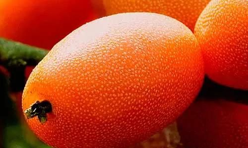 云南十大怪异水果你敢说你都见过吗云南旅游攻略