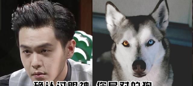 明星“撞脸”动物,易烊千玺张若昀可爱