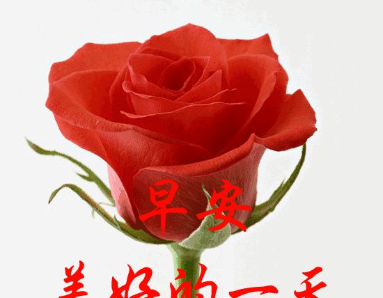 很暖心的早上好问候动态表情图片 早安心语早上好最好看动态图