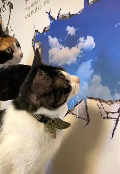 猫咪把墙挠坏了,换上壁纸后主子们的反应太好笑:可以看一整天