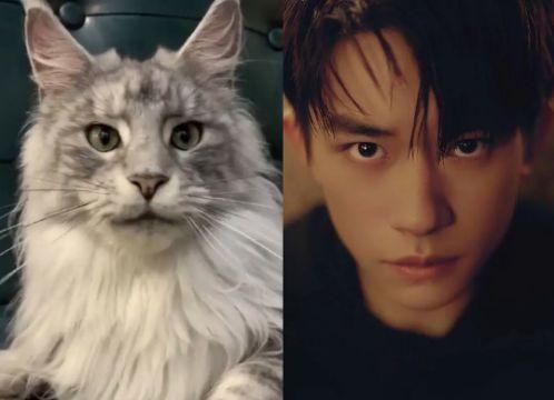 明星“撞脸”动物,易烊千玺张若昀可爱