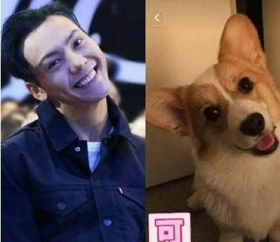 明星“撞脸”动物,易烊千玺张若昀可爱