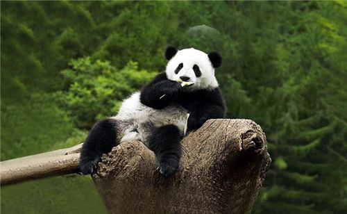 比熊猫还珍贵的"国宝",全球仅存3只,美国疑似发现第4只行踪?