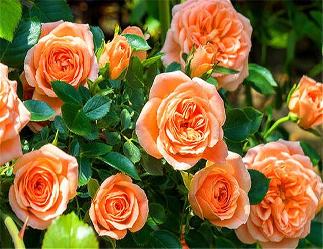 最美的橙色月季甜梦,多头勤花,1年能开6个月,1盆花开30朵