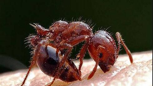 有哪些蚂蚁能够与"无敌蚂蚁"红火蚁相抗衡?为什么?