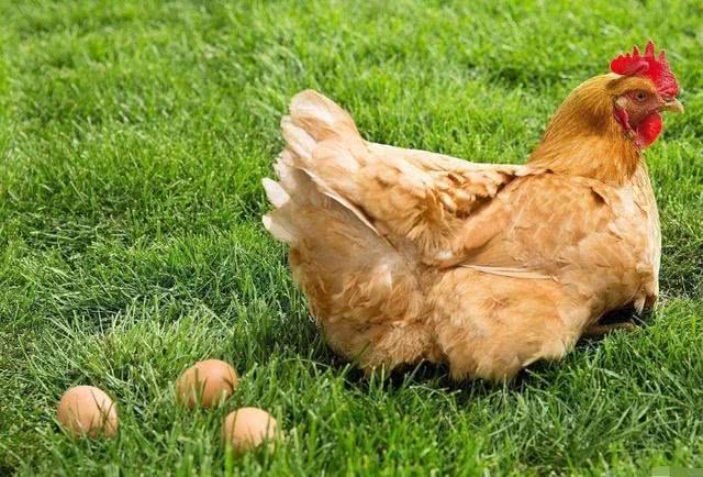 母鸡不需要公鸡就能下蛋 公鸡在鸡群中扮演什么角色