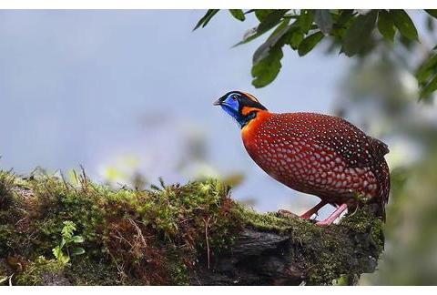 成都彭山现世界濒危鸟类“娃娃鸡” 上百种珍稀鸟类在此栖居