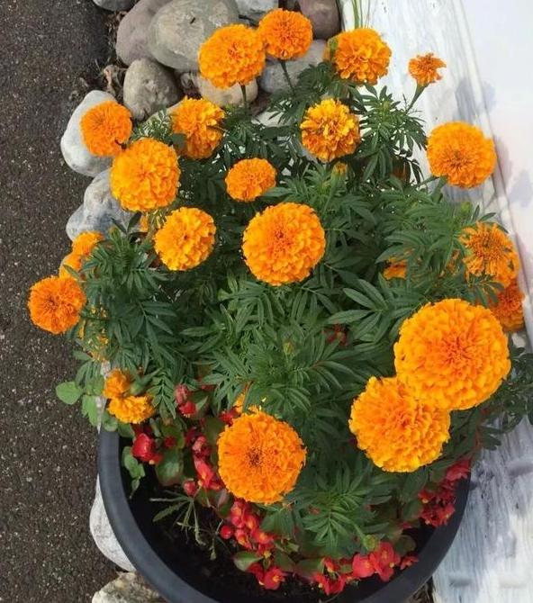 夏季养花选非洲万寿菊,盆栽要求低,颜值高,没经验都能搞定