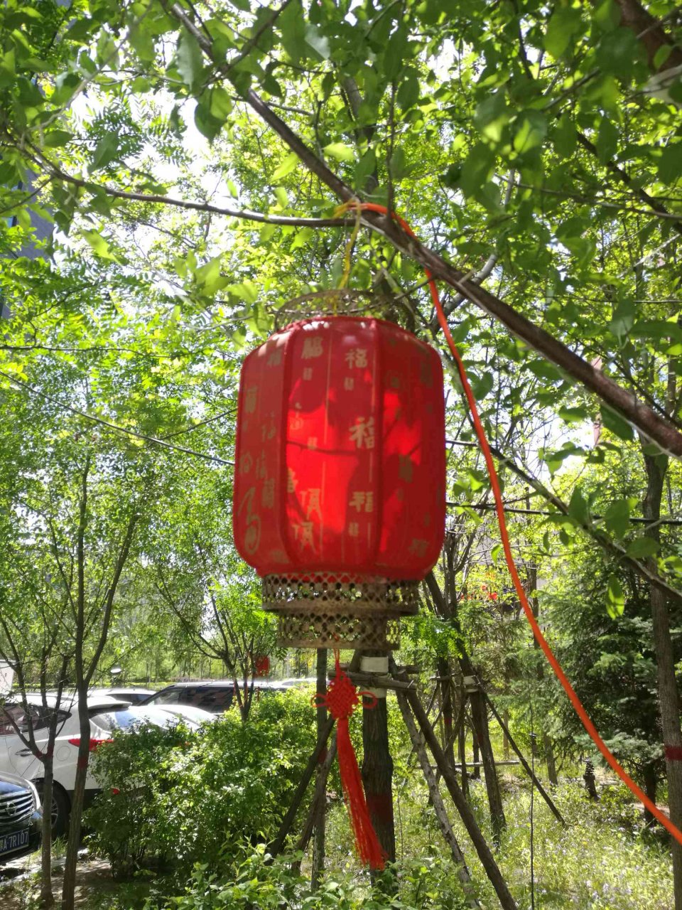 电线上落着的一只鸽子