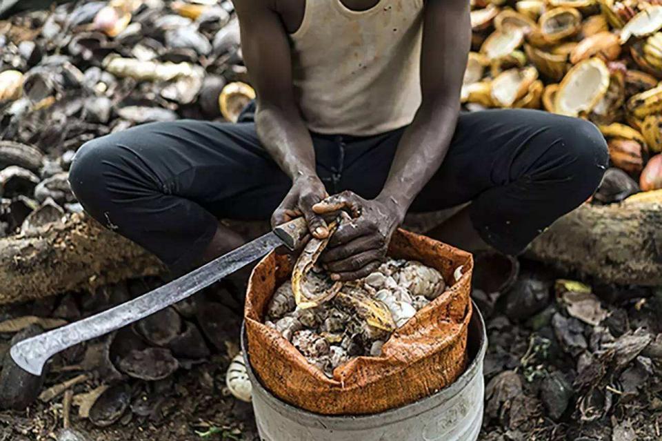 为什么非洲盛产巧克力,当地小孩却都吃不起?看完你还会吃吗