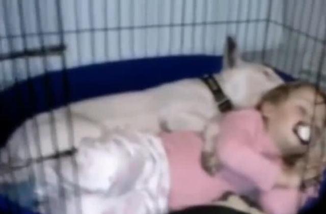 狗狗和宝宝在狗笼睡觉，把狗笼当床了，让妈妈找半天！