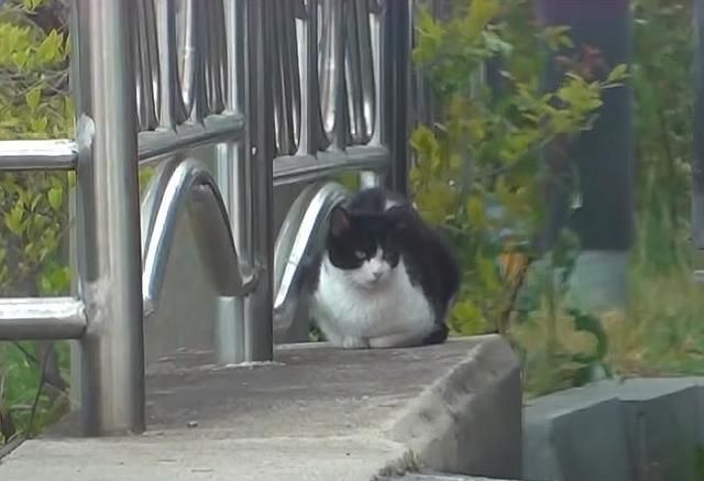 流浪猫天天躲进恩人车中休息 1个多月后生下4