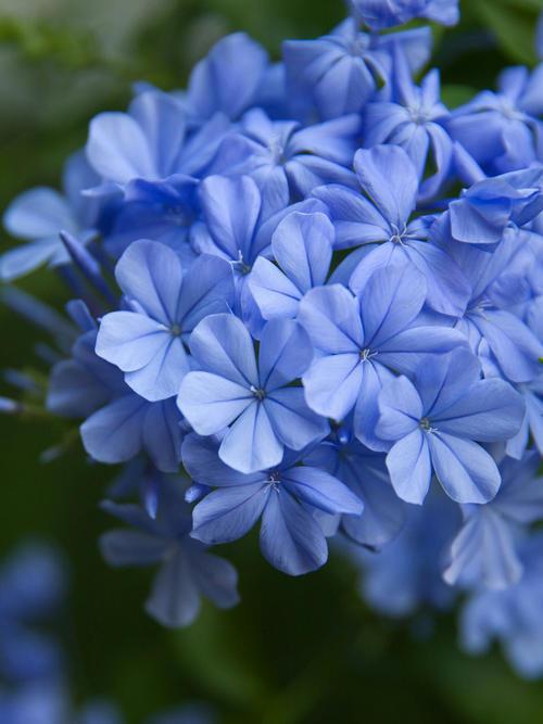 盛夏绽放的蓝雪花,现在养还不晚,满园蓝色花小清新感十足