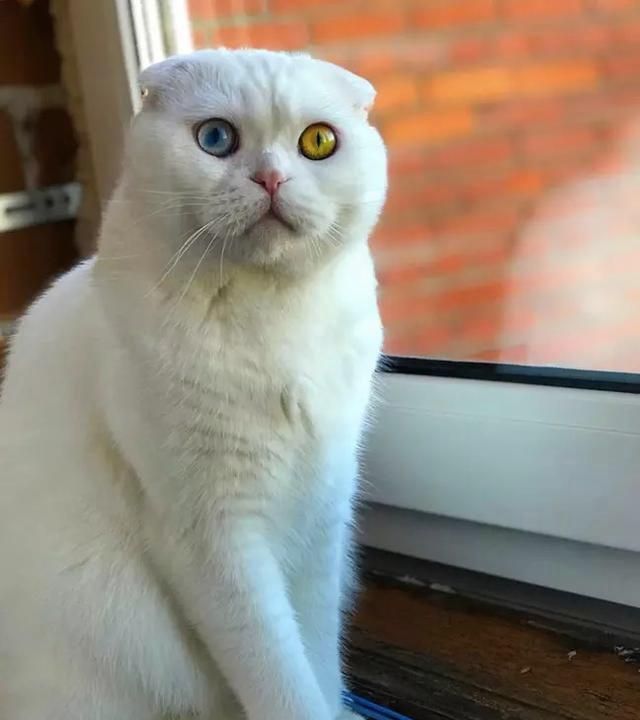 苏格兰折耳猫走红网络,两只眼睛颜色不同,呆萌可爱又暖人心