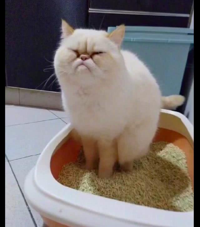 猫咪蹲在猫砂盆里好久,一副用尽全力拉的便秘表情,我忍不住笑了