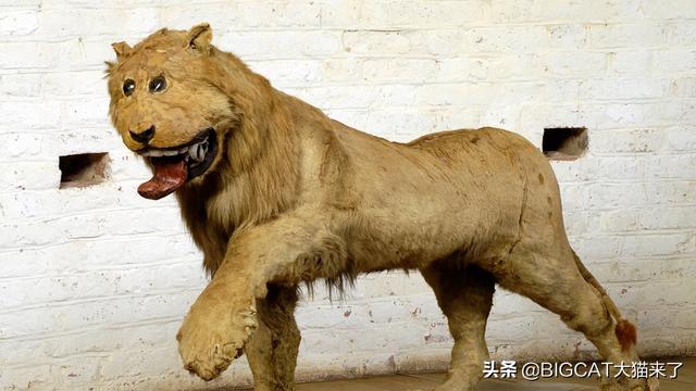 一位从没见过狮子的人做了一具雄狮标本,却让人快乐了300年