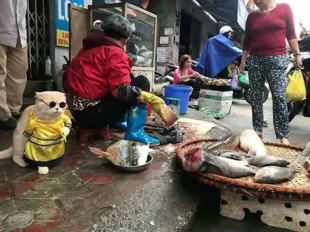 猫咪街头卖鱼成土豪,表情犀利一看就不好惹,每天数钱数到手抽筋