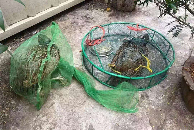 全国禁食野生动物,带鱼、黄鱼之类海鲜,还能吃吗?