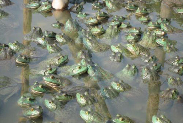 全国禁食野生动物,带鱼、黄鱼之类海鲜,还能吃吗?