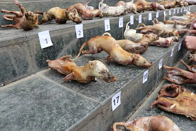 全国禁食野生动物,带鱼、黄鱼之类海鲜,还能吃吗?
