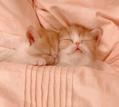 两只恋爱的小奶猫,连睡觉都散发着甜甜的味道~哇,似乎有心动的感觉
