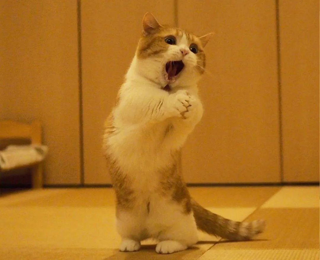 壁纸 动物 狗 狗狗 猫 猫咪 小猫 桌面 1080_877