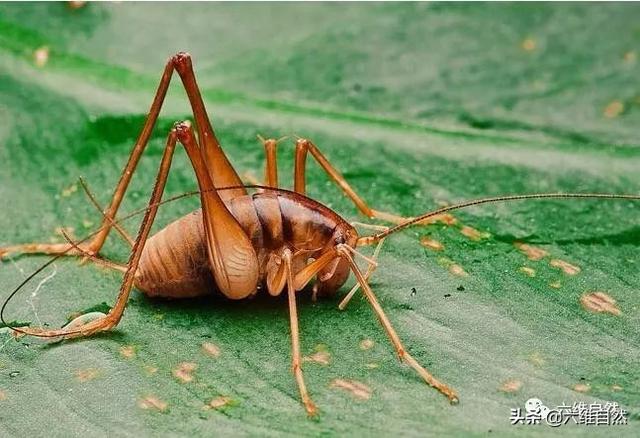 形似蟋蟀的昆虫,是蛛丝马迹中"马,是灶马留下的痕迹