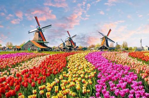 它是荷兰的国花,是绝美郁金香,五颜六色开花成群名副其实的花海